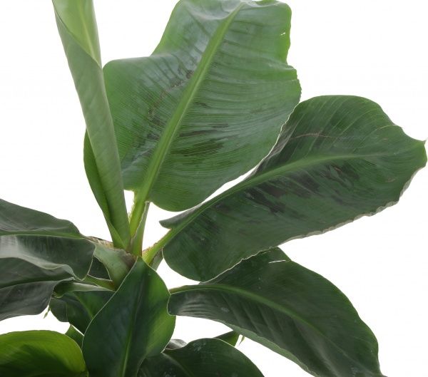 Растение Банан Tropicana 12/30