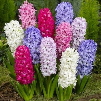 Луковица Яскрава Гиацинт смесь 3 шт. 