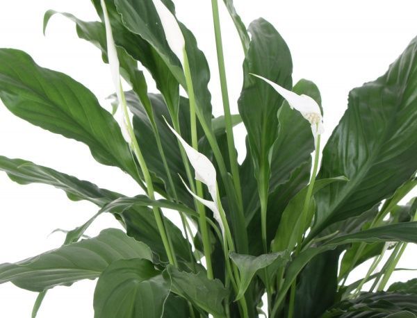 Рослина кімнатна Спатіфіллум 17x70 см