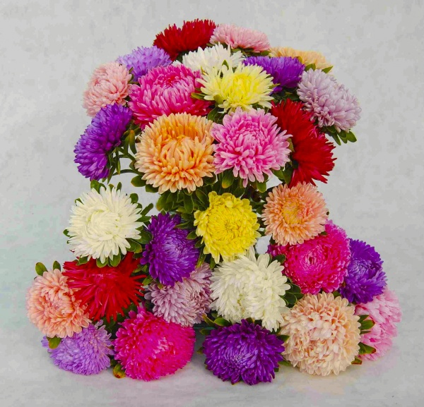 Насіння Професійне насіння айстра Леді Корал суміш 20 шт. (4820176692979)