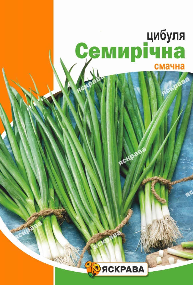 Семена Яскрава лук Семилетний