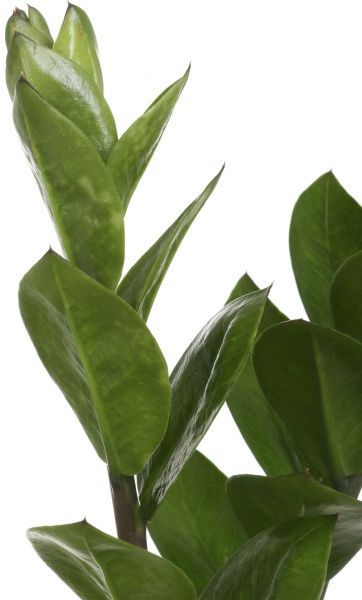 Рослина кімнатна Заміокулькас 14х75