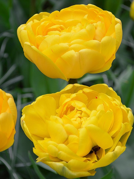 Цибулина TUBERBULB Export B.V. тюльпана повного пізнього єлоу Помпонет 3 шт. 