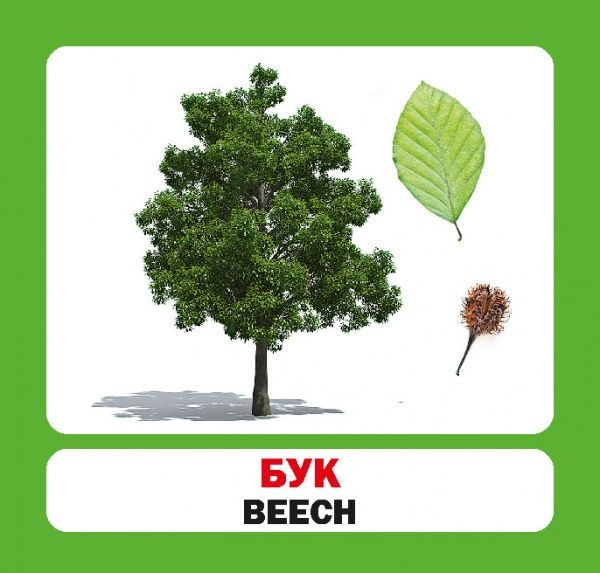 Книга «Навчальний посібник. Дерева України . англ-укр» 978-966-975-189-8