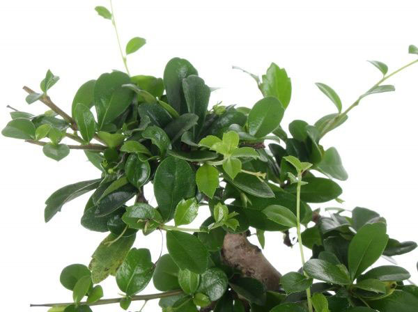 Растение декоративное бонсай в керамической плошке 20 см