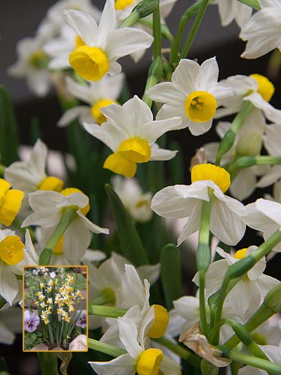 Луковица нарцисса тацетовидного Каналикулатус 3 шт. 