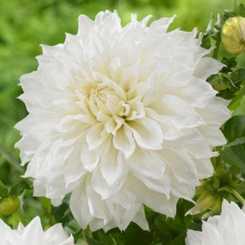 Коренебульба Яскрава Жоржина високоросла Fleurel