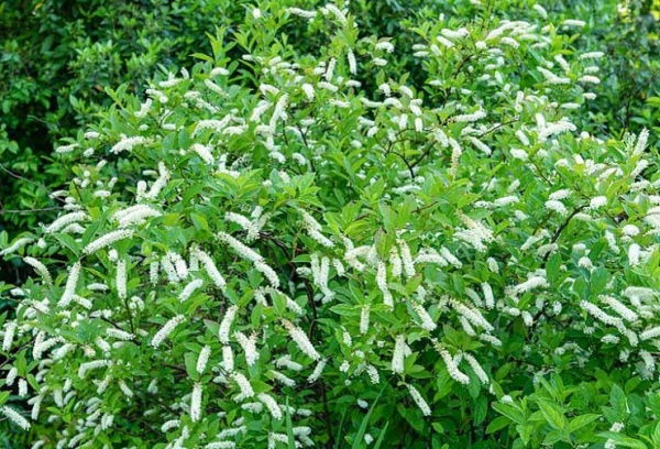 Растение Итея виргинская / Itea virginica С3/Н 30-40