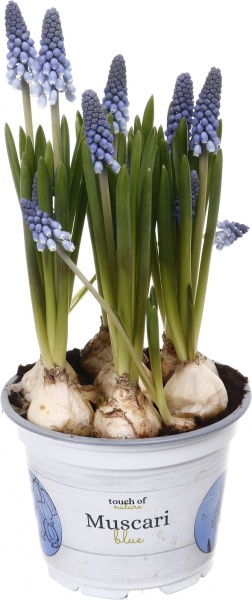 Растение комнатное Мускари d12/h20