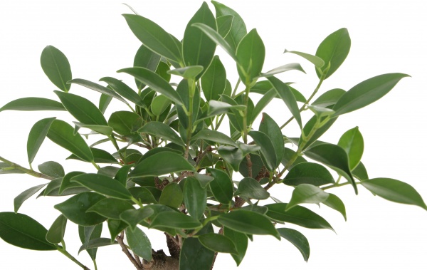 Растение Бонсай микс в плошке d10/h20