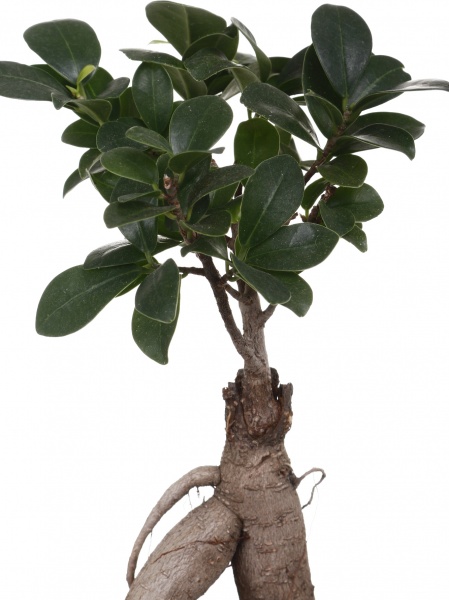 Растение комнатное Фикус-бонсай Гинсенг в цветной керамике 12/35