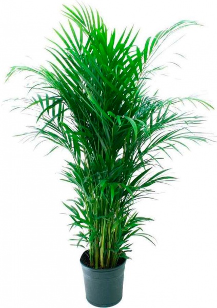 Рослина кімнатна Діпсис 10х40 см (Р14308)