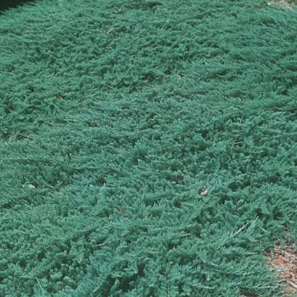 Растение Можжевельник горизонтальный Вилтони / Juniperus hor. Wiltonii С3/Н10-15