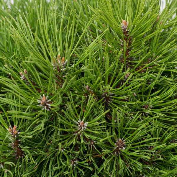 Растение Сосна горная / Pinus mugo Warella, С12