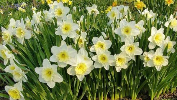 Луковица Яскрава Ice Follies 2 шт. 