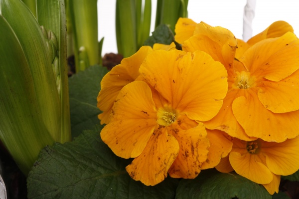 Растение Гиацинт + Примула + Нарцисс 3 овал сердце в корзине