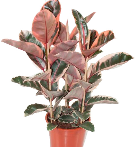 Рослина Фікус Еластіка Беліз d27/h80