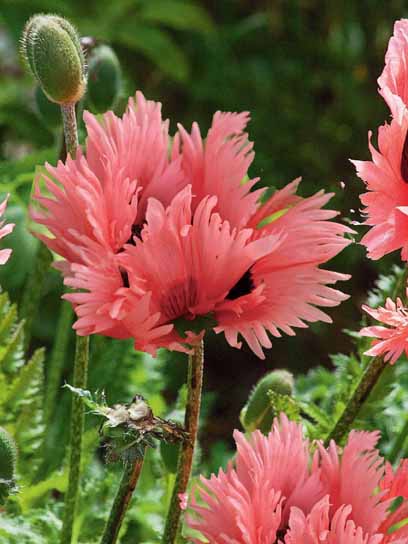 Корневище Heemskerk Vasteplanten B.V. мака Фонсет Самер 1 шт. 