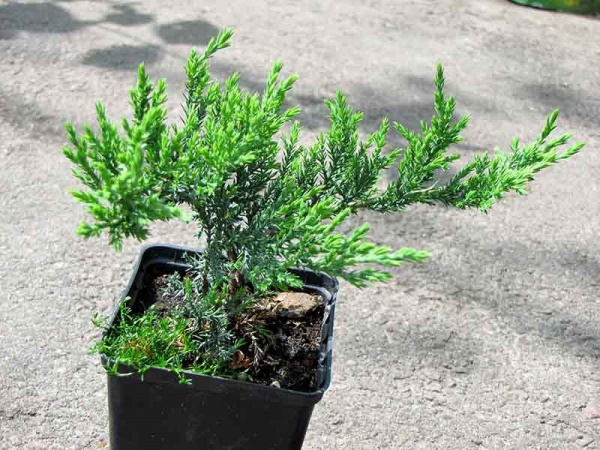 Растение Можжевельник виргинский Hetz (V21-S23 50+ C7.5)