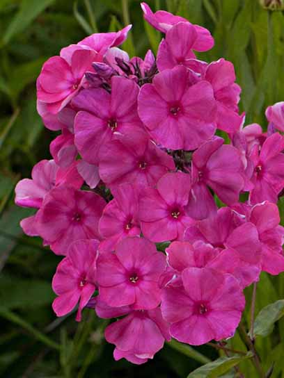 Корневище флокса Тенор (І) 1 шт. 