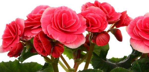 Растение комнатное Бегония микс 13x35 см