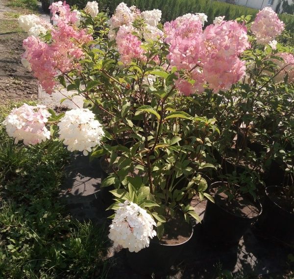 Саженец MegaPlant Гортензия митильчатая Vanille-Fraise 40-60 см С2