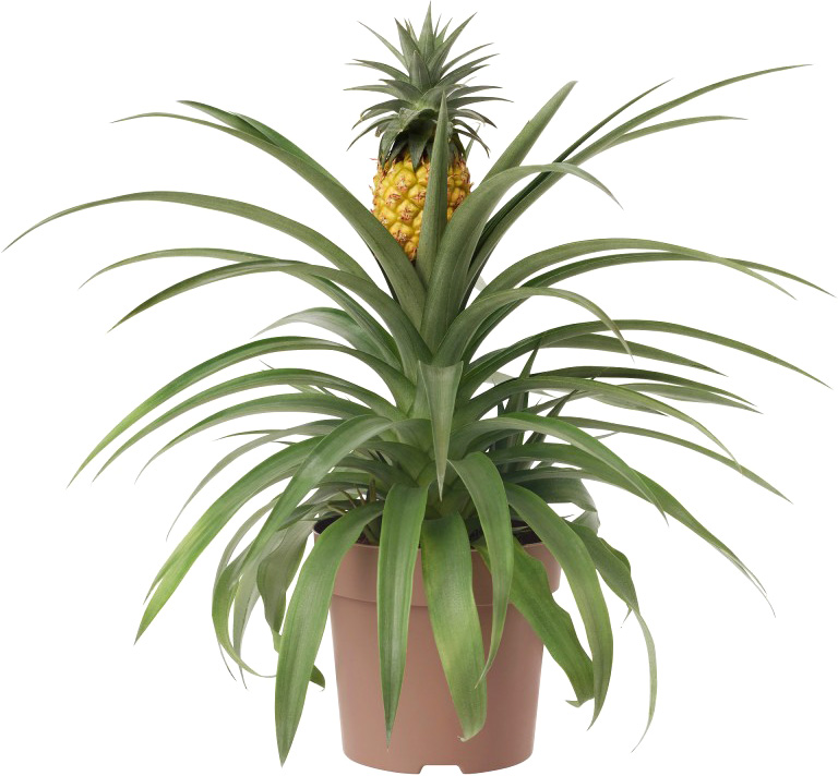 Рослина Ананас 12х35 см з плодом