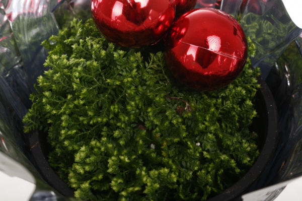 Рослина кімнатна Селагінелла новорічна з іграшками d9/h15