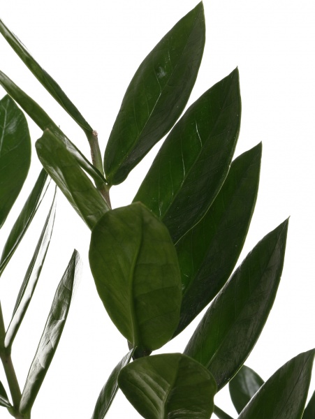 Рослина кімнатна Заміокулькас 14//65