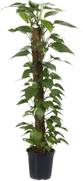 Растение комнатное Сциндапсус