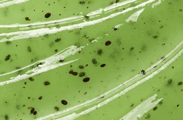 Скраб L'Oreal Paris сахарный Очищающий 50 мл