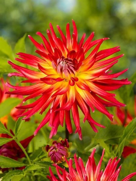 Коренебульба жоржини кактусової Бора Бора 1 шт. 