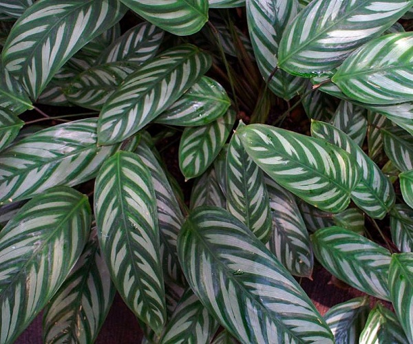 Растение комнатное Ктенанта 14х65 Compactstar