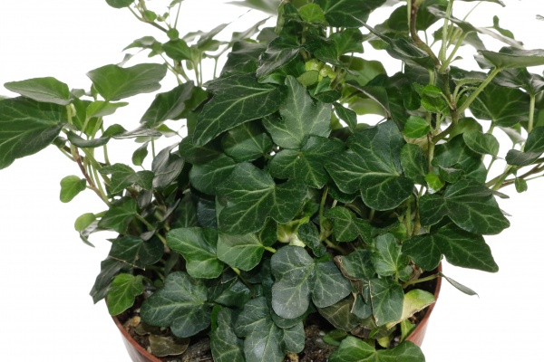 Растение хедера вондер грин 13/25