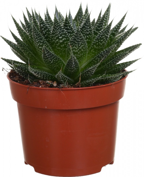 Растение комнатное Алое Аристота d10/h15