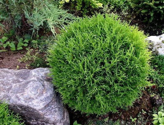 Растение Туя западная Tiny Tim (V18-F23 d60+ WRB)