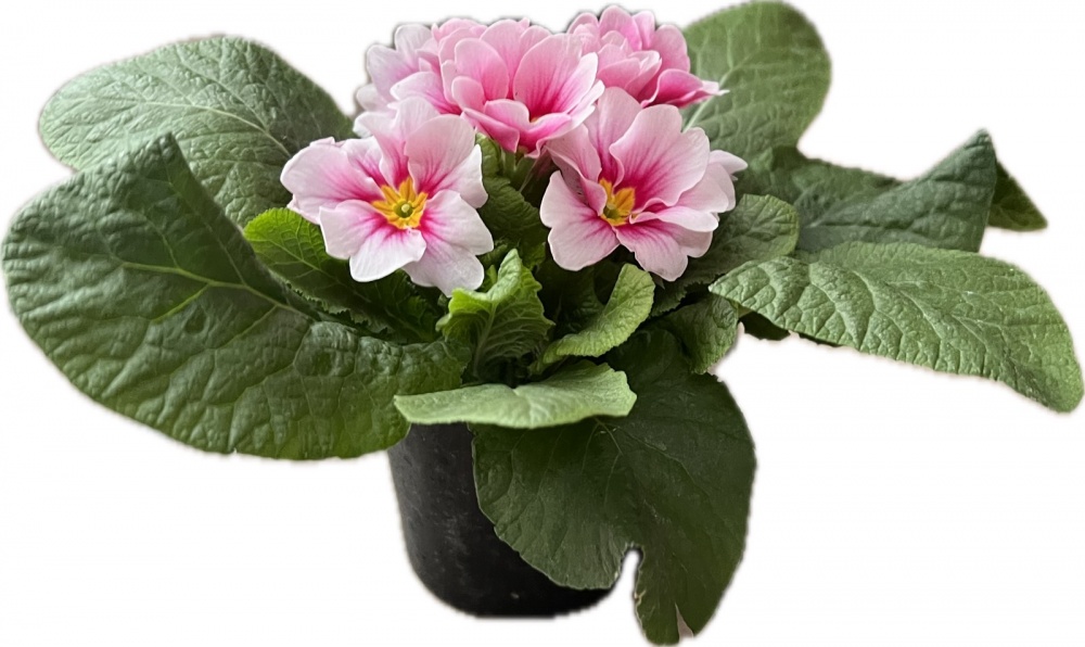 Растение комнатное Примула вульгарис