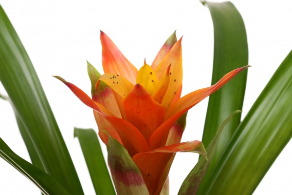 Растение декоративное Гузмания микс 12/40