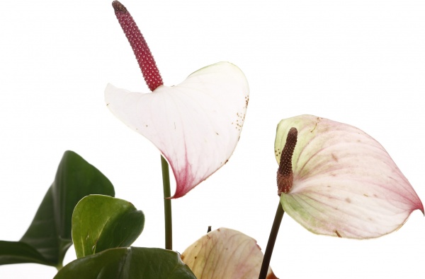 Растение комнатное Антуриум andreanum микс 14/50