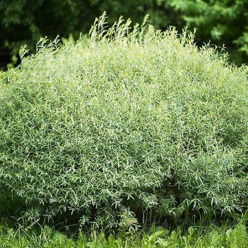 Растение Ива пурпурная/Salix purpurea С2/Н100-140