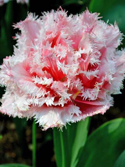 Луковица тюльпана махрового бахромчатого Квинсленд 3 шт. 