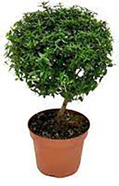 Рослина Мірт 12х30 см