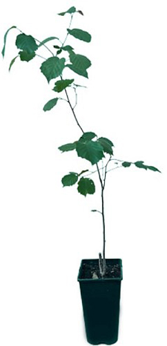 Саженец Миндаль, Фундук в ассортименте 1 шт