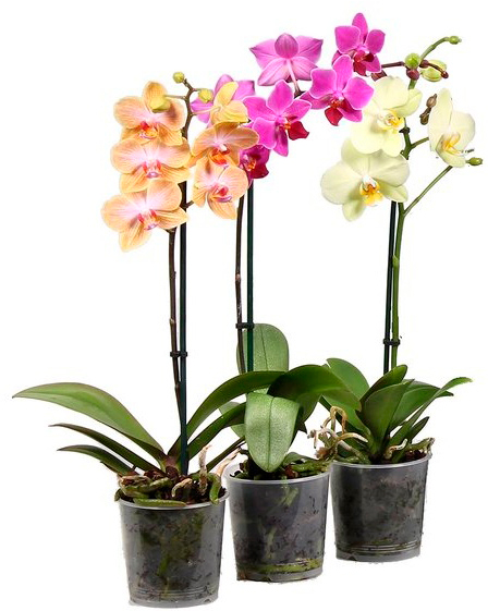 Рослина кімнатна Фаленопсис 2-4 гілки 12х50+ см