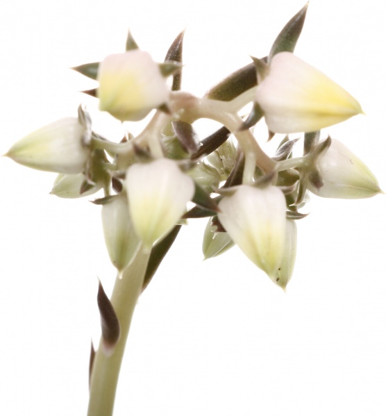 Рослина кімнатна Ехеверія мікс 10х15 см