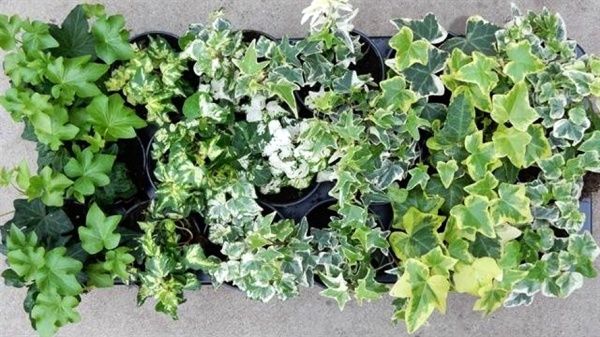 Растение комнатное Плющ 13/15 Hedera mix