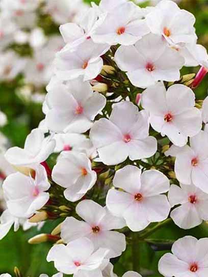 Корневище флокса Попай 1 шт. 