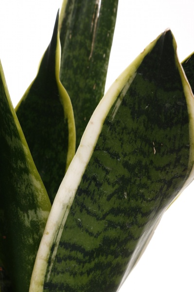 Рослина Сансевієрія сортова d14/h40