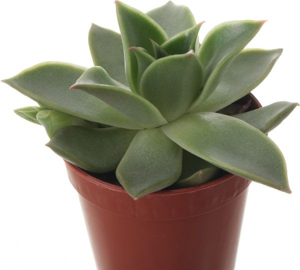 Рослина Ехеверія 6х10 см
