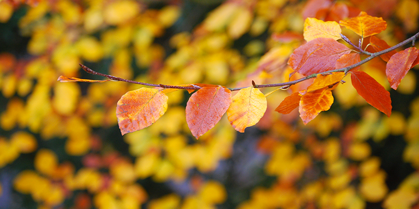 прибирання в саду